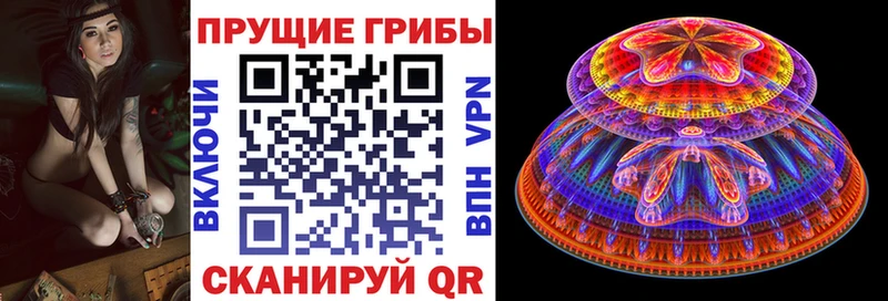 Галлюциногенные грибы Psilocybe Красноперекопск